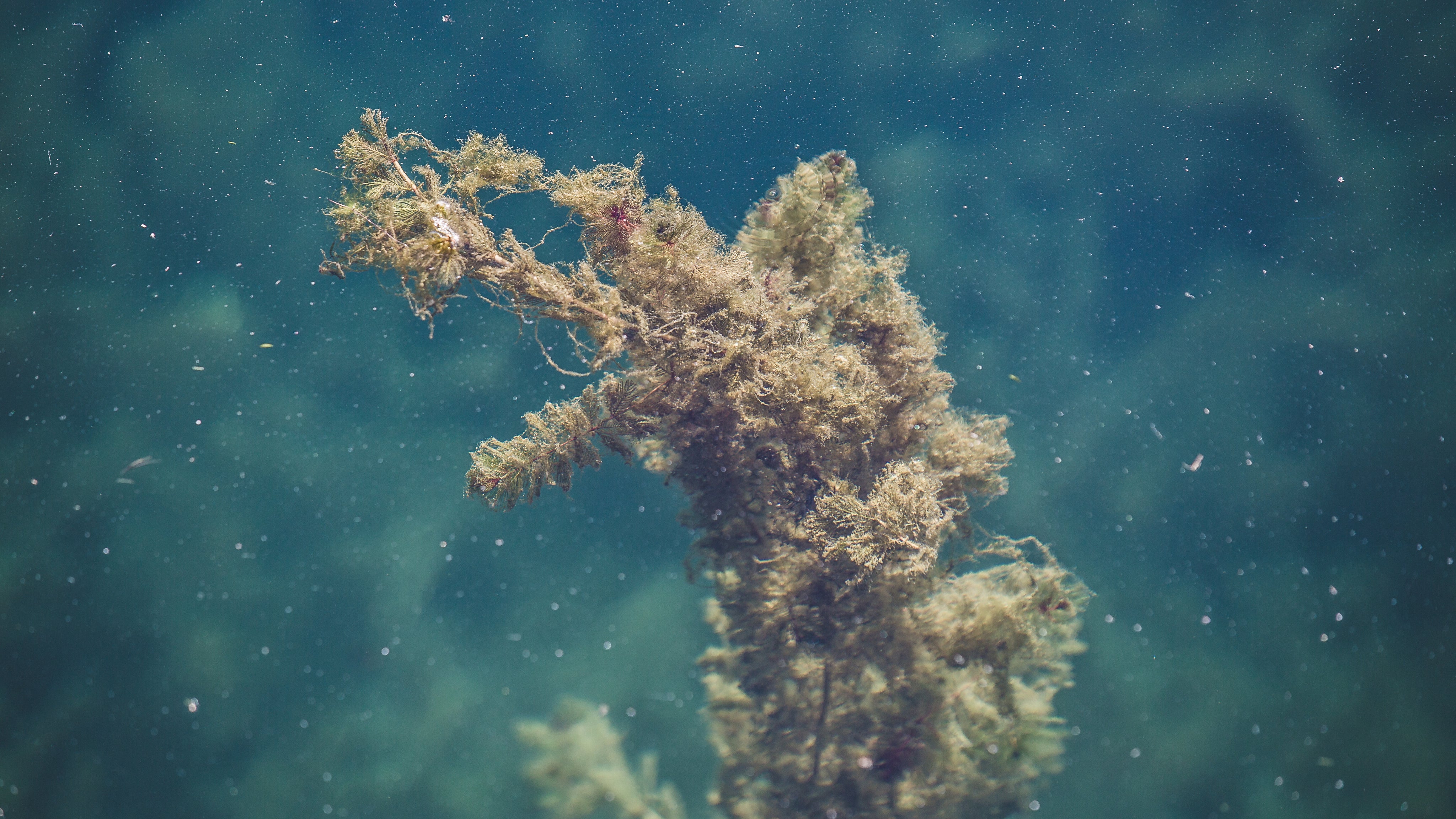 seaweed-in-water.jpg